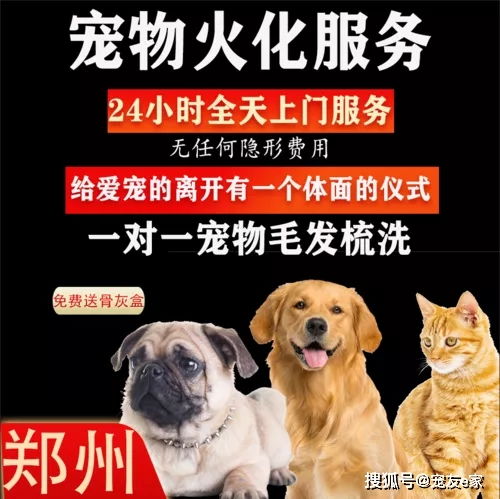 你會(huì)為自己的寵物選擇殯葬服務(wù)嗎